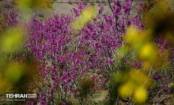 هوای بهاری منطقه 5 20