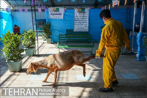 مرکز عرضه دام بهداشتی به مناسبت عید قربان در منطقه 22 تهران 20