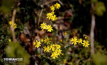 هوای بهاری منطقه 5 12