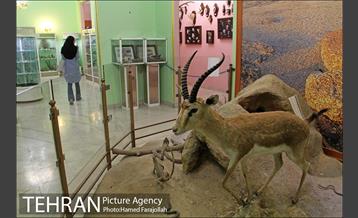 موزه آثار طبیعی و حیات وحش هفت چنار 24