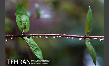 بهار بارانی تهران در روز طبیعت 13