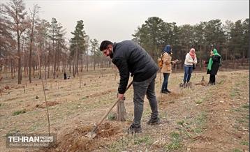 کاشت 2000 نهال مثمر در بوستان جنگلی چیتگر 13