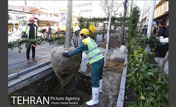 مراسم کاشت درخت در خیابان ولیعصر  9