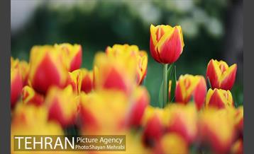 پیاده راه لاله مادران 41