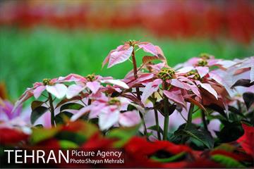 شانزدهمین نمایشگاه بین المللی گل و گیاه تهران - 2 54