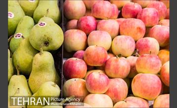 میوه های تابستانه رونق میوه فروشی ها 5