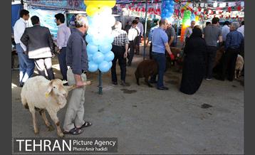 بازدید رییس شورای اسلامی شهر تهران و مدیر عامل سازمان میادین شهرداری تهران از مراکز عرضه بهداشتی دام 17