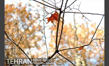 پاییز باغ ایرانی 19