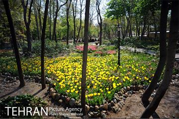 رویش گل های لاله در باغ ایرانی 7