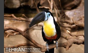 باغ پرندگان تهران 7