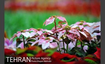 شانزدهمین نمایشگاه بین المللی گل و گیاه تهران - 2 54