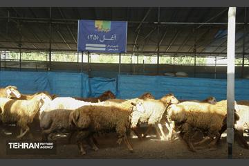 عرضه دام زنده بهداشتی ویژه روز عرفه و عید قربان 25