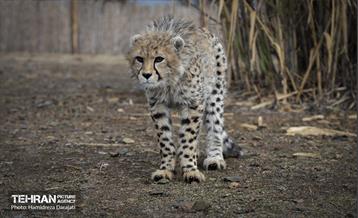 پیروز؛ پسر ایران 17