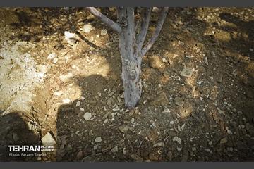 جابجایی اصولی 106 اصله درخت در منطقه 5 شهرداری 11