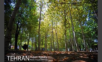 بوستان تمدن (گلبرگ) 11