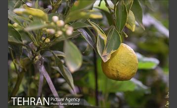 شانزدهمین نمایشگاه گل و گیاه تهران 23