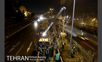 ​جا به جایی درختان گیشا به دلیل ساخت زیرگذر 23