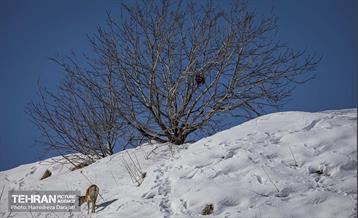 حیات وحش تهران  41