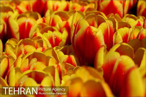 لاله برای مادران 10