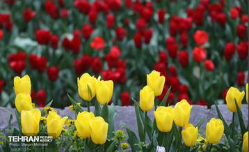 تور عکاسی از باغ ایرانی 25