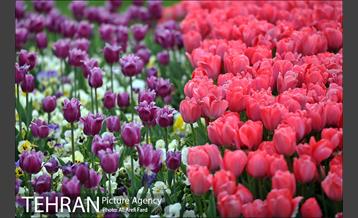 بوستان ملت 7