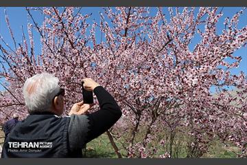 شکوفه‌های بهاری در بوستان سمن‌ها 5