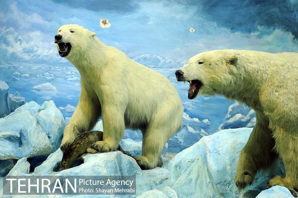 موزه حیات وحش پردیسان 8