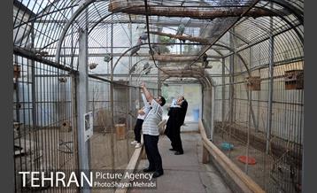 باغ پرندگان تهران 35