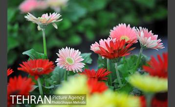 نمایشگاه بین المللی گل و گیاه 39