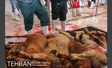 مرکز عرضه دام بهداشتی به مناسبت عید قربان در منطقه 22 تهران 28