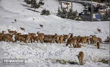 حیات وحش تهران  16