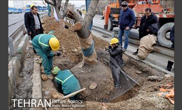 تلاش ویژه شهرداری برای نجات زندگی حدود یکصد درخت اتوبان نیایش 2