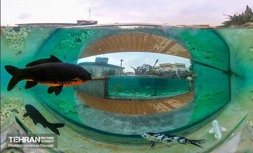 اقیانوس پارک  41