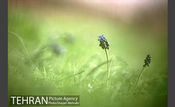بهار در تهران 32