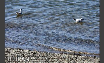 دریاچه شهدای خلیج فارس میزبان کاکاهای مهاجر 4