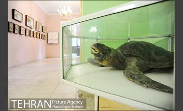 موزه حیات وحش هفت چنار 24