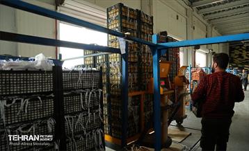 توزیع میوه شب عید قیمت تنظیم بازار در میادین و بازارهای میوه و تره‌بار 6