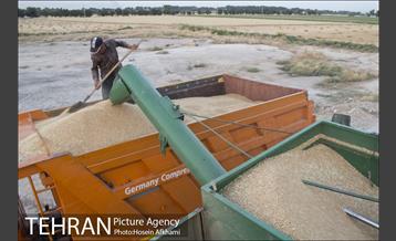 برداشت گندم در مزارع جنوب تهران‎ 5