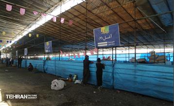 عرضه دام زنده بهداشتی ویژه روز عرفه و عید قربان 7