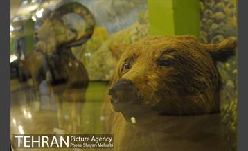 موزه حیات وحش پردیسان 24