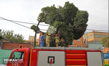 وزرش باد و طوفان در تهران 17