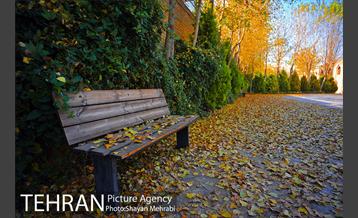 پاییز باغ موزه قصر 5