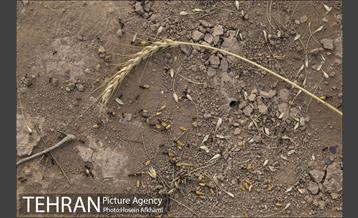 برداشت گندم در مزارع جنوب تهران‎ 26