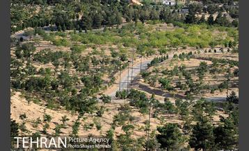 بوستان جنگلی لتمال کن 11