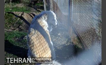 پارک پردیسان 11