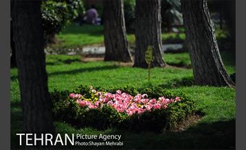 رویش گل های لاله در پارک شهر 36