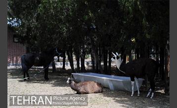 آئین بهره برداری از باغ راز هستی در منطقه 22 25