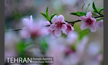 شکوفه های بهاری در پایتخت 2