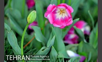 باغ ایرانی (بوستان مهندس مختاری) 27