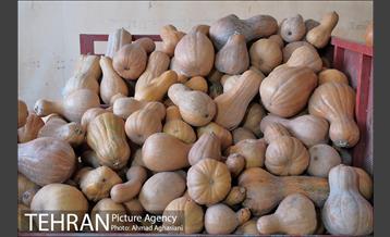 میدان میوه وتره بار شهید غیبی شهرری 31